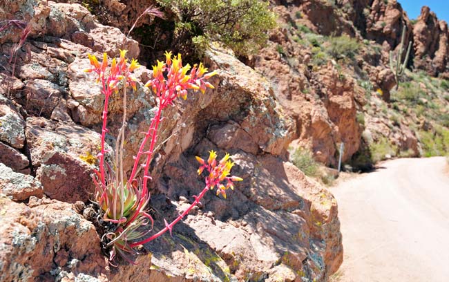 Dudleya collomiae saxosa, Gila County Live-forever